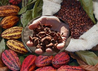Cocoa bean shells can reversing the chronic inflammation and insulin resistance associated with obesity