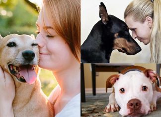 Human personality significantly affect the dog’s level of stress