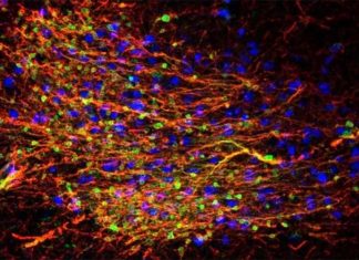Researchers have discovered a mysterious group of neurons in the amygdala that stay in an immature prenatal developmental state throughout childhood