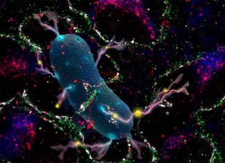 Listeria bacteria : how the pathogen manipulates the immune system to promote its own survival