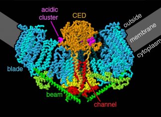 Researchers describe for the first time the role of a unique, pressure-sensing protein in the development of lung edema