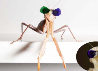 Praying mantises use 3-D perception for hunting