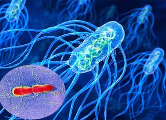 Researchers have found a gene that gives Salmonella resistance to antibiotics