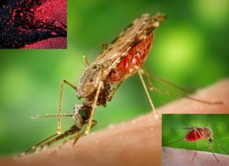 Scientists have finally found malaria’s Achilles’ heel