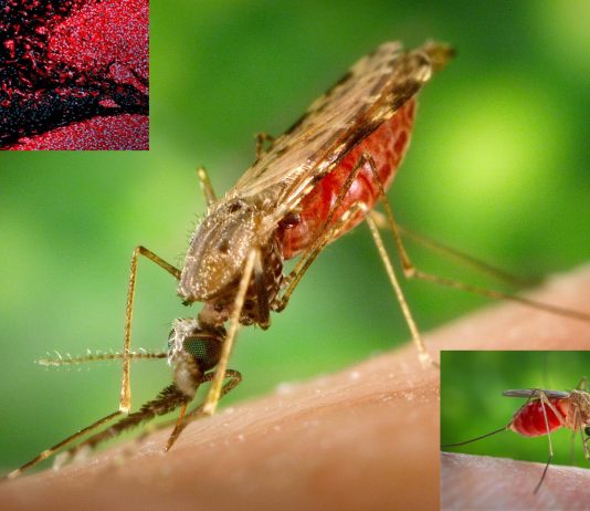 Scientists have finally found malaria’s Achilles’ heel