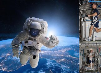Space flights : hormone treatments can be tailored to minimize muscle loss for individual space travelers