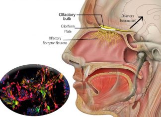 The sense of smell can be restored using stem cell therapies