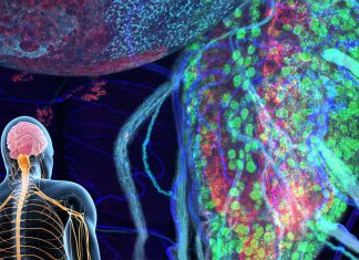 Increased glucose could give people with ALS improved mobility and a longer life