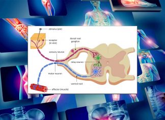 The antibodies can affect the pain neurons also in conditions without any distinct tissue damage or inflammation