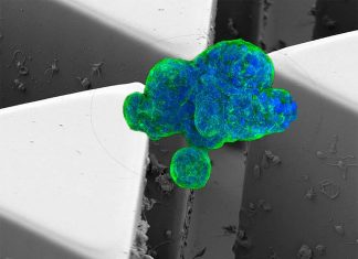 Researchers developed a microfluidics device that captures circulating cancer cell clusters