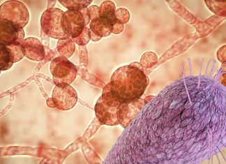 Researchers found an effective weapon against the multidrug resistant Candida auris