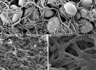 New light on the role fibrinogen has in regulating a natural defence mechanism in the body