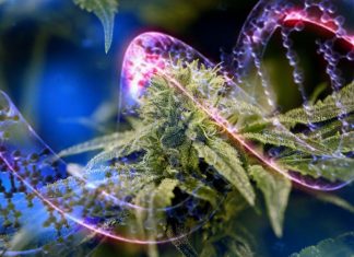 Researchers has isolated a gene associated with cannabis use disorder (CUD)