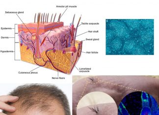 Scientists have created natural-looking hair that grows through the skin using human induced pluripotent stem cells (iPSCs)