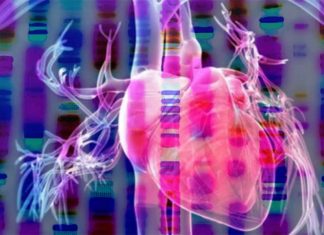 Researchers have created one of the first maps to reveal gene activity and connectivity as the heart shuts down