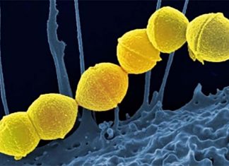 Researchers have a developed a double-duty hydrogel that both attacks the bacteria and encourages bone regrowth