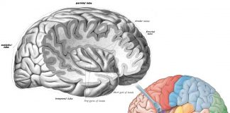 Brain’s dorsal anterior insular play a major role in ecstatic experiences