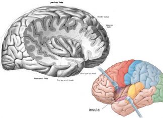 Brain’s dorsal anterior insular play a major role in ecstatic experiences