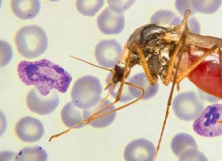 Malaria Plasmodium parasites can be stop targeting CXCR4 protein