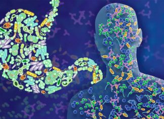 Chemicals produced by gut microbiome can identify critically-ill and organ failure