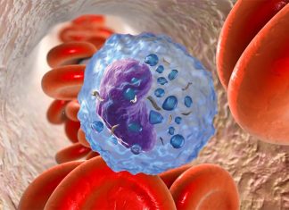 Researchers shown that monocytes are directly involved in the regulation of immune response