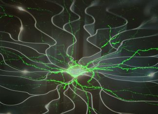 Researchers identified how neurons can transmit information across multiple generations