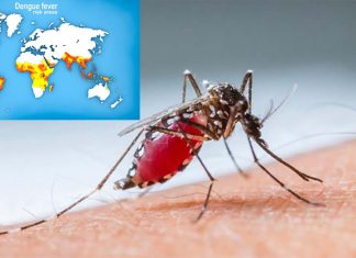 Researchers have devised a method to forecast outbreaks of dengue