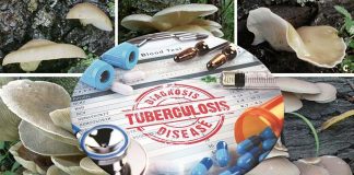 Researchers show that sun-exposed oyster mushrooms offer a readily available source of vitamin D that can help TB patients