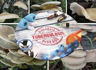 Researchers show that sun-exposed oyster mushrooms offer a readily available source of vitamin D that can help TB patients