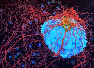 Researchers have found evidence that long exposure to protein inhibitor may be key to more effective chemotherapy for cancer