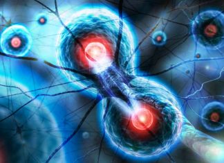 Researchers reverse symptoms of multiple sclerosis in mice