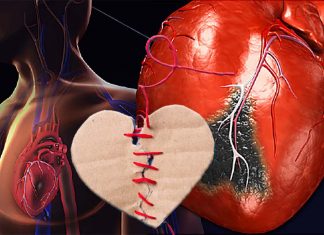 By adulthood, the heart is no longer able to replenish injured or diseased cells but may be possible to reverse this damage and restore heart function