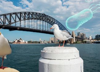Australian seagulls carry drug-resistant bacteria that could lead to serious infections in humans