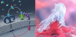 Researchers discovered a new signal that cancers seem to use to evade detection and destruction by the immune system