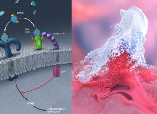 Researchers discovered a new signal that cancers seem to use to evade detection and destruction by the immune system