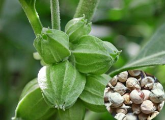Extracts of the herb Withania coagulans help treat diabetes