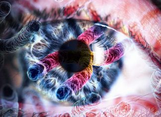 Gene therapy can restore the structure of the retina and regain normal light responses