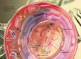 Researchers explain how viruses ended up in our DNA and linked in diseases like multiple sclerosis