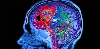 Healthy blood vessels are the key to brain health in old age