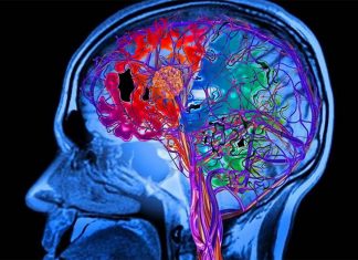 Healthy blood vessels are the key to brain health in old age