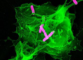 Researchers found an immune mechanism that makes babies more likely than adults to die from sepsis