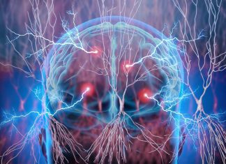Neural computation : study evidence the existence of a basic architecture for low level computations shared by diverse neuronal circuits