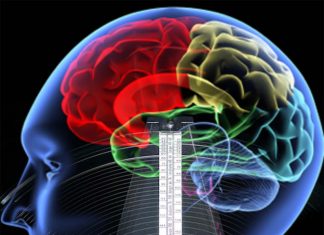 Neuroscientists have discovered a new type of cell that keeps time