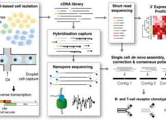 RAGE-seq : New method that enables scientists to track how immune cells evolve inside tumour tissue