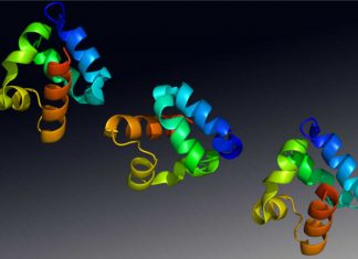 Mutations of the SHANK3 gene is strongly associated with autism spectrum disorder (ASD)