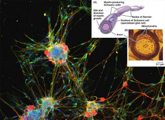 New research reveals that Schwann cells are capable of spreading myelin across multiple axons