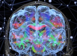 The human brain is like a long-term construction site – there’s always something else to be done