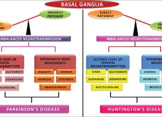 Treating parkinsonism require targeted therapies that restore the balance between dopamine and acetylcholine
