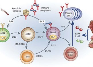 Lupus erythematosus (SLE) : discovered a key finding in the origins of disorder