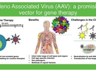 New fast and efficient cell-type targeting